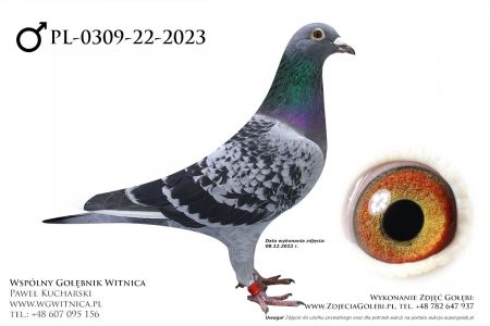 PL-0309-22-2023: Kolasa Mariusz, min 48m Gołąb z hodowli: Kolasa Mariusz