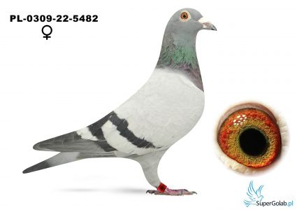 PL-0309-22-5482