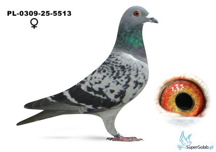 PL_0309-25-5513
