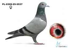 PL-0309-25-5537 - 4 konk