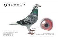 PL-0309-25-9319: Team Kolasa, m in 28m, 37m, 38m z FINAŁU