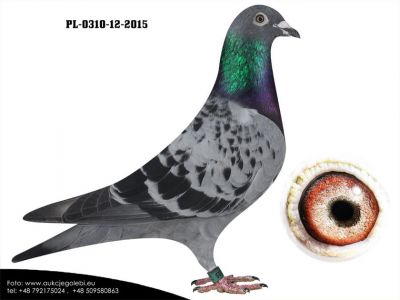 PL-0310-12-2015