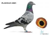 PL-0310-21-3501