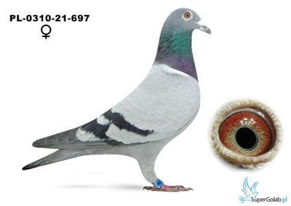 PL-0310-21-697 Pawlus Jerzy - Profesjonalny portal aukcyjny gołębi