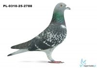 PL-0310-25-2788 21. OKRĘG SZCZECIN