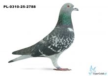 PL-0310-25-2788 21. OKRĘG SZCZECIN