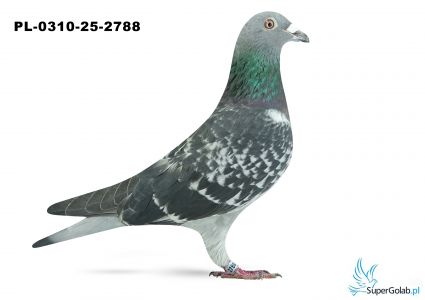 PL-0310-25-2788 21. OKRĘG SZCZECIN