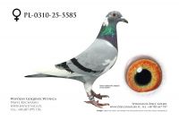 PL-0310-25-5585: Janek&Gorski Team, 58. Lotnik, m in 15m, 19m