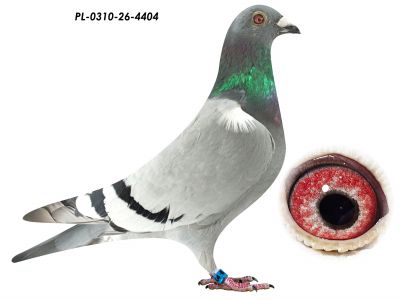 PL-0310-26-4404