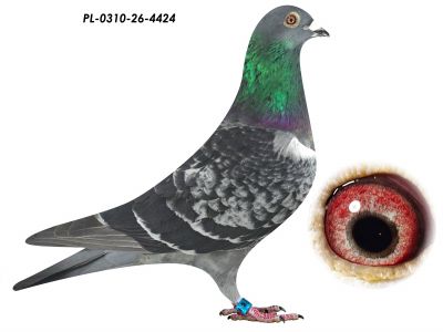 PL-0310-26-4424