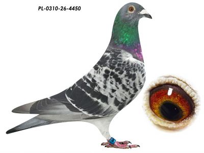 PL-0310-26-4450