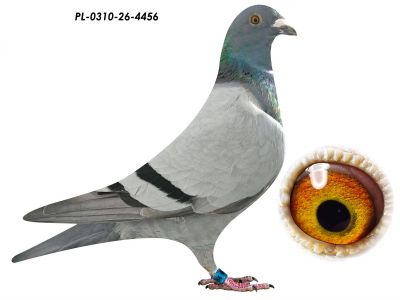 PL-0310-26-4456