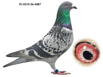 PL-0310-26-4487