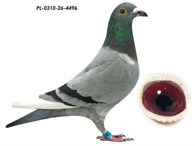 PL-0310-26-4496
