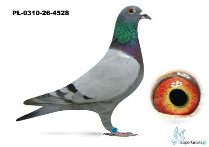 PL-0310-26-4528