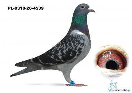 PL-0310-26-4539