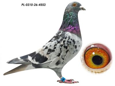 PL-0310-26-4553
