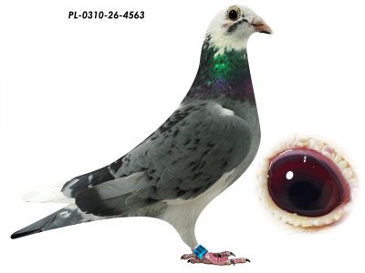 PL-0310-26-4563