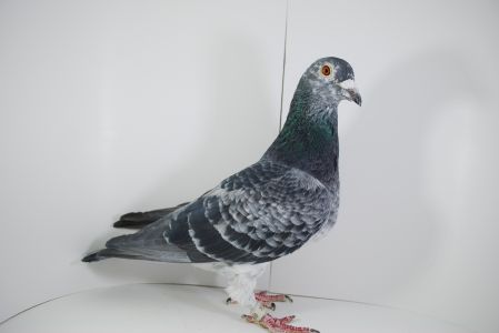 PL-0311-15-658 Michał Trójczak