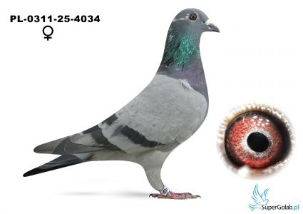 PL-0311-25-25-4034 - 19 gołąb z finału - RUDA 43