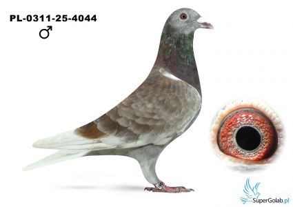 PL-0311-25-4044  - RUDA 43