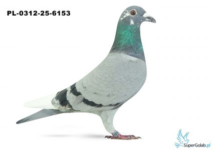 PL-0312-25-6153 25. OKRĘG TARNOBRZEG 