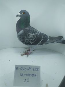 PL-0313-17-6380 - gołąb po czołowych lotnikach Rzepki i Jaruszowca.