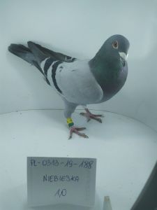PL-0313-19-188 - gołąb z kapitalnej linii lotników Reinera Puttmanna.