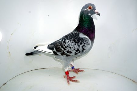 PL-0313-22-10517 - samczyk