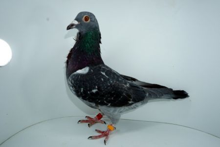 PL-0313-22-10801 - linia czołowych lotników T. Kołodziaja i R. Puttmanna