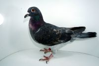 PL-0313-22-8958 - linia wspaniałych lotników T. Kołodziaja i MTM Pałka
