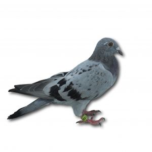 PL-0313-23-1926 - Gołąb z linii czołowych lotników M Kapinosa i G Lesia.