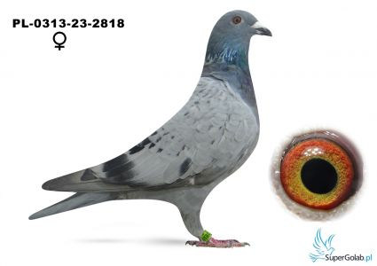  PL-0313-23-2818 Konieczna Ewelina - 2 AS WG