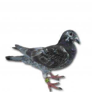 PL-0313-23-2936 - Gołąb z czołowej linii wspaniałych lotników Tomasza Kołodzieja oraz Jana i Doroty Benedyktów.