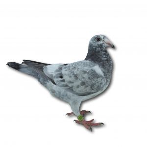 PL-0313-23-4348 - Gołąb z linii wspaniałych lotników Reinera Puttmanna i Jurgena Brendela.