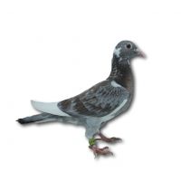 PL-0313-23-4397 - Gołąb z czołowej linii bardzo dobrych lotników L Koniecznego.