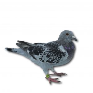 PL-0313-23-4669 - Gołąb z czołowej linii bardzo dobrych lotników L Koniecznego.