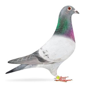 PL-0313-23-6960 + gratis