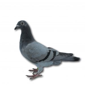 PL-0313-23-9813 - Gołąb z czołowej linii bardzo dobrych lotników L Koniecznego.