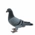 PL-0313-23-9813 - Gołąb z czołowej linii bardzo dobrych lotników L Koniecznego.