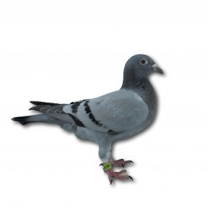 PL-0313-23-9824 - Gołąb z najlepszej linii czołowych lotników Heinza Meiera i Tomasza Kołodzieja.