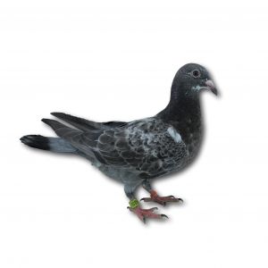 PL-0313-23-9826 - Gołąb z linii czołowych lotników M Kapinosa i G Lesia oraz R Henkla (Tygrysy) x Horemans (Linia Złota).