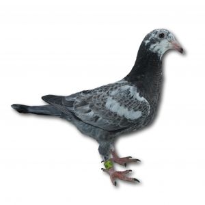 PL-0313-23-9835 - Gołąb z linii czołowych lotników M Kapinosa i G Lesia oraz R Henkla (Tygrysy) x Horemans (Linia Złota).