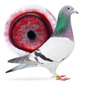 PL-0313-23-9854 + gratis