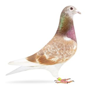 PL-0313-23-9885 + gratis