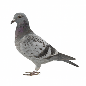 PL-0313-24(25)-4236 - gołębek wywodzi się z zachodnioeuropejskich Asów - Kannibaal / Hurrican