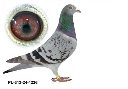 PL-0313-24(25)-4236 - gołębek wywodzi się z zachodnioeuropejskich Asów - Kannibaal / Hurrican