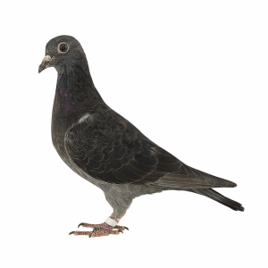 PL-0313-24(25)-4246 - gołębek wywodzi się z zachodnioeuropejskich Asów - Kannibaal / Hurrican