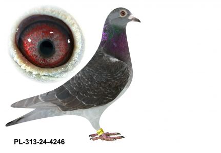 PL-0313-24(25)-4246 - gołębek wywodzi się z zachodnioeuropejskich Asów - Kannibaal / Hurrican