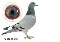 PL-0313-24(25)-4252 - gołębek z obu stron wywodzi się ze słynnego Hurricana